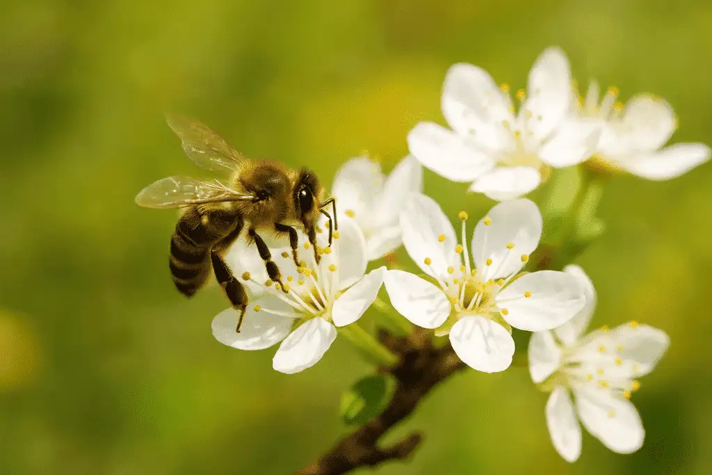 Honungsbi samlar nektar