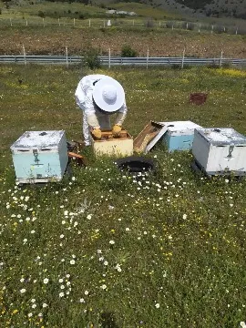 The Health Benefits of Honey