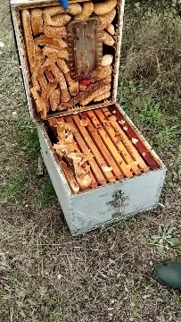 Diffrent type of honey