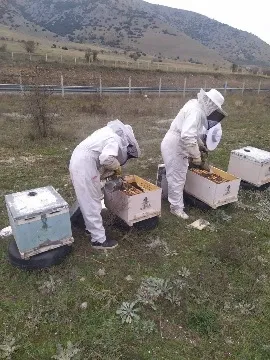 The Importance of Pollination